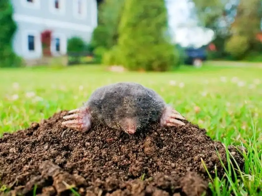 Проблема кротов на участке, Калининская